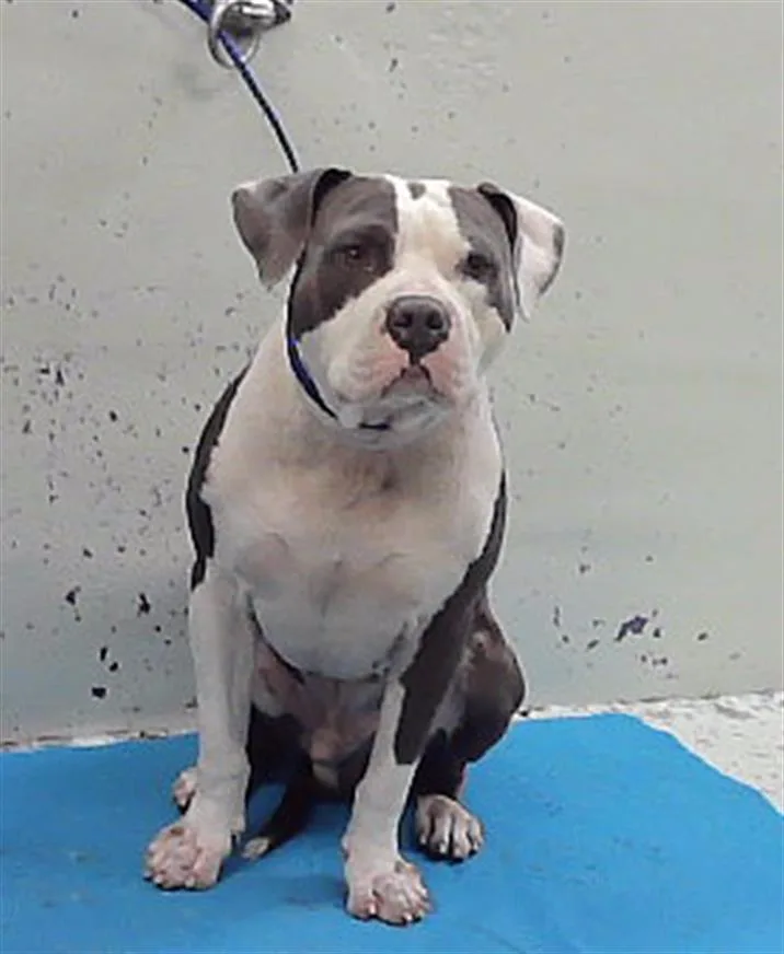 An adult large-sized male Staffordshire Bull Terrier dog named Freddie for adoption in Houston, TX