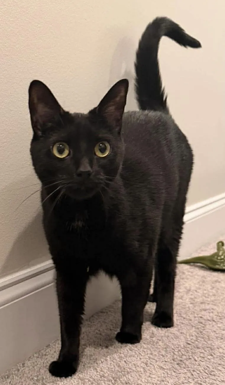 A young medium-sized female Black Domestic Short Hair cat named Luna for adoption in Fayetteville, NC