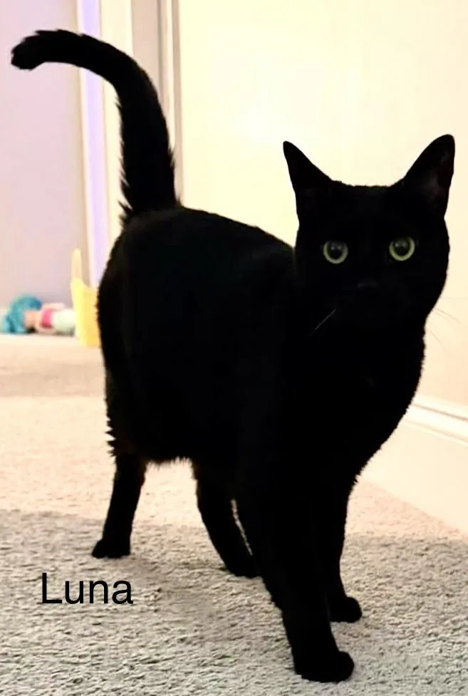 Luna thumbnail 5