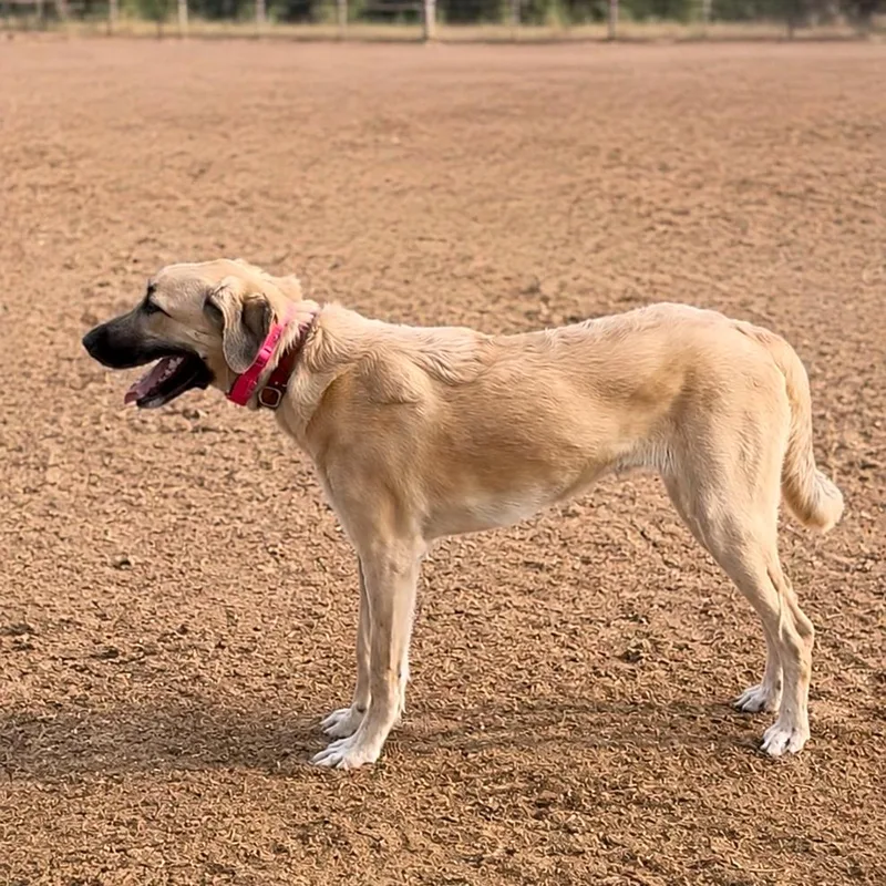 A young large-sized female Shepherd dog named Zadey for adoption in Phoenix, AZ