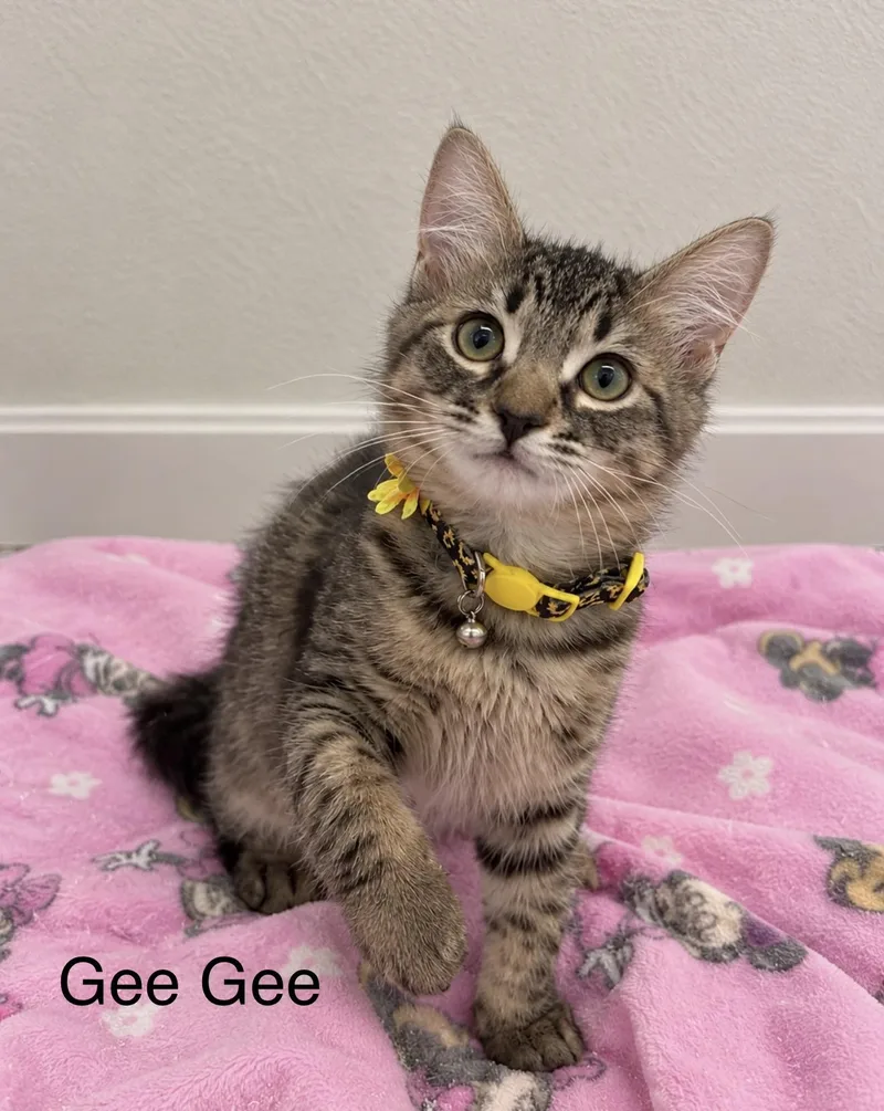 A baby medium-sized female Tabby (Brown / Chocolate) Tabby cat named GeeGee for adoption in Oakley, CA
