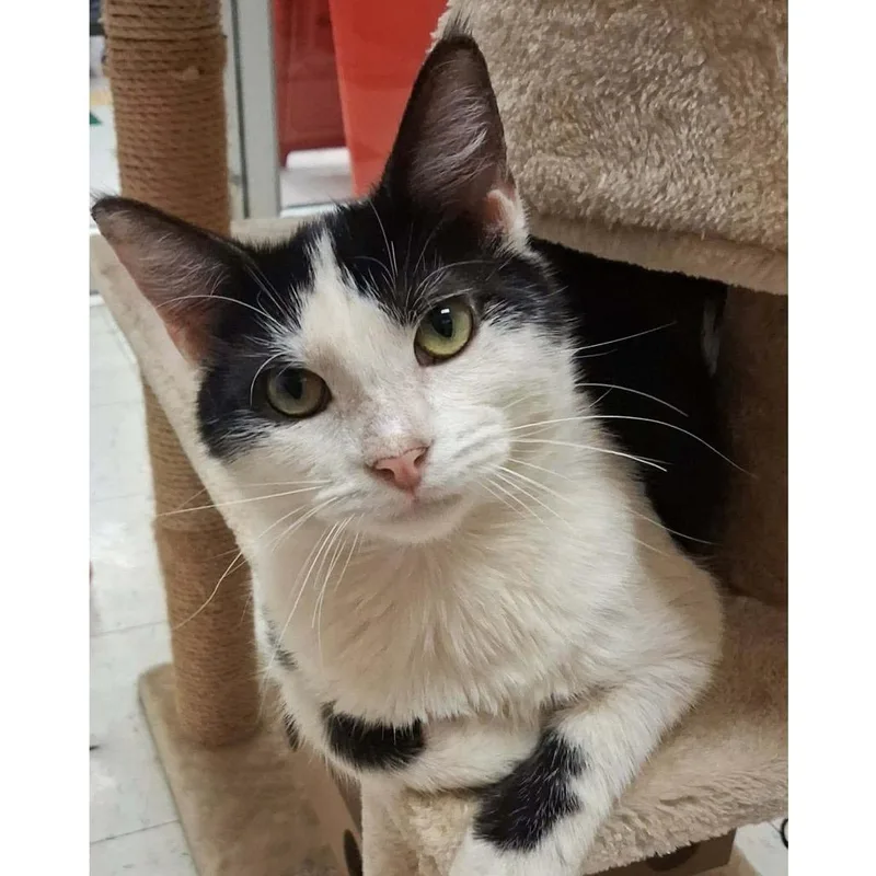 A baby medium-sized male Black & White / Tuxedo Domestic Short Hair cat named Polites for adoption in Stoughton, WI