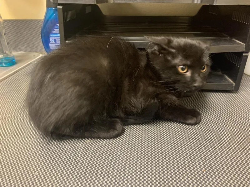 A baby medium-sized male Domestic Short Hair cat named Jimmy for adoption in Florence, SC