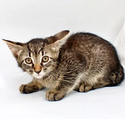A baby small-sized male Domestic Short Hair cat named Rafiki for adoption in Morton Grove, IL