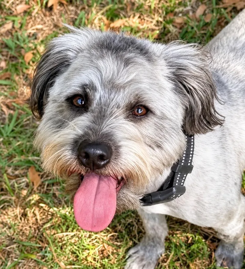 A young small-sized male Schnauzer dog named Sir Smokey for adoption in Princeton, MA