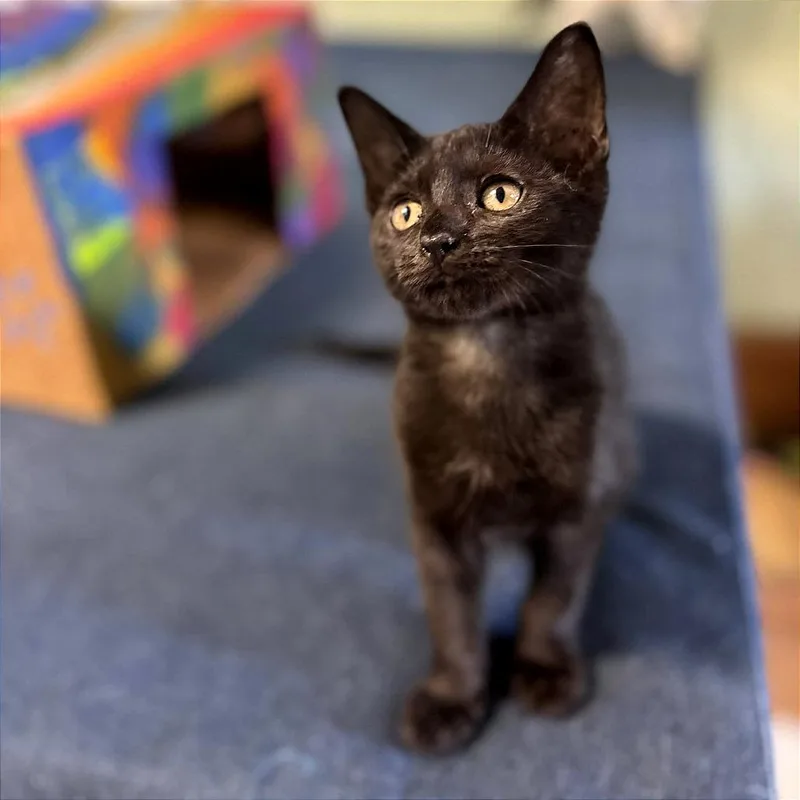 A baby small-sized female Black Domestic Short Hair cat named Dulce for adoption in Clarksville, AR