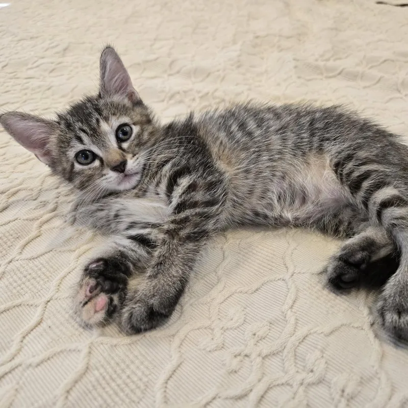 A baby small-sized female Brown / Chocolate Domestic Short Hair cat named Yesterday for adoption in Austin, TX