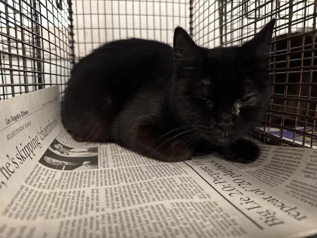 A young small-sized female Domestic Short Hair cat named Nina for adoption in Los Angeles, CA