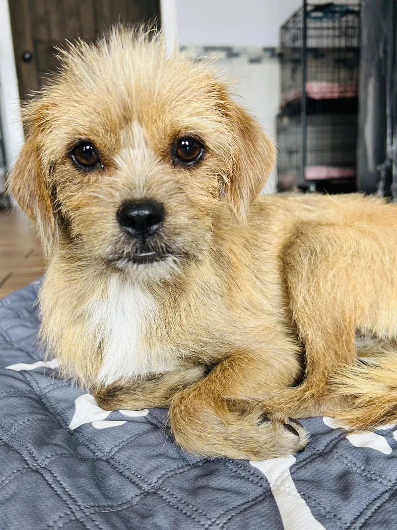 A young small-sized female Wire Fox Terrier dog named Nala for adoption in Elizabethtown, PA