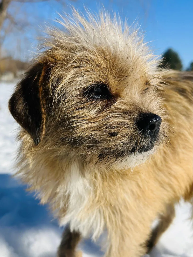 Nala thumbnail 2