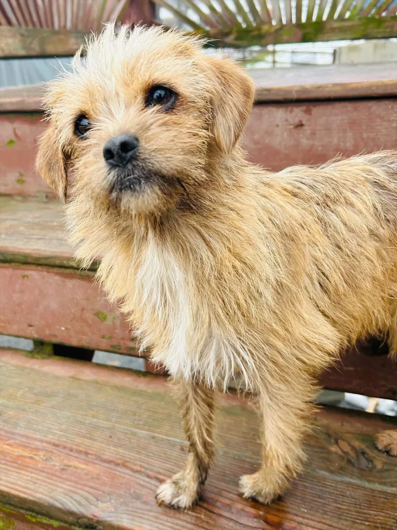 Nala thumbnail 3