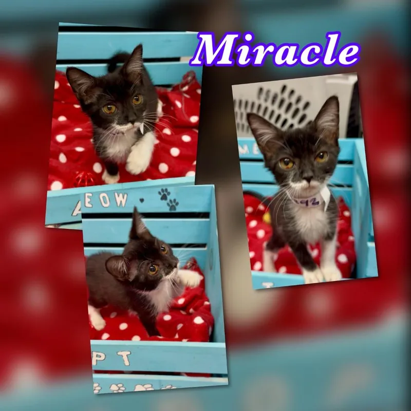A baby small-sized female Domestic Short Hair cat named Miracle for adoption in Blountville, TN