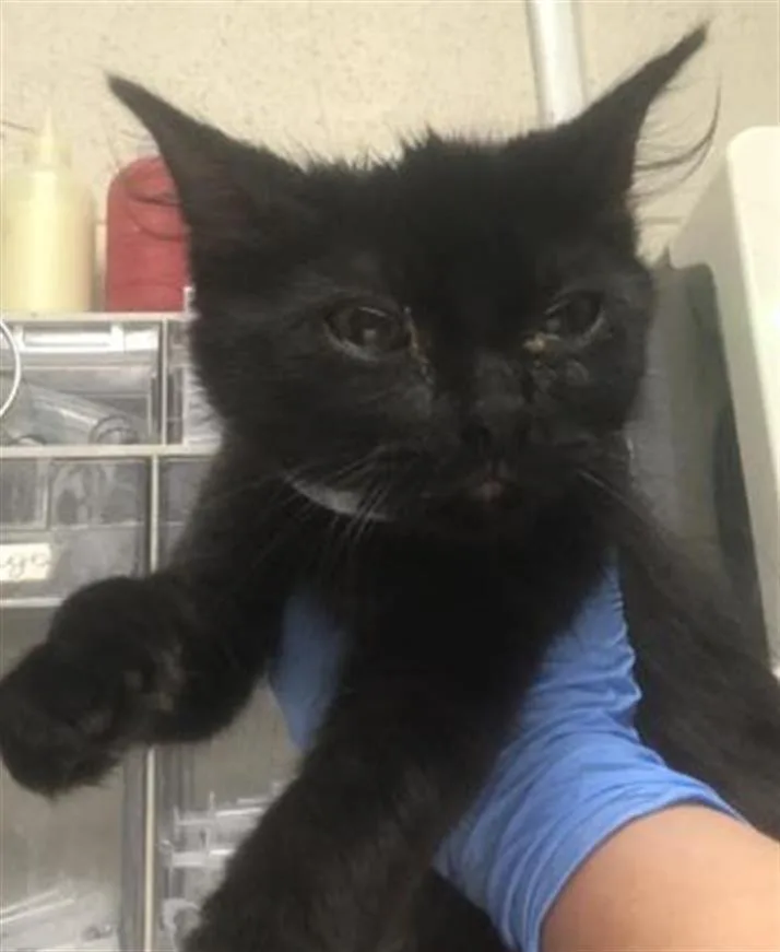 A baby small-sized female Domestic Short Hair cat named Moon for adoption in Conroe, TX