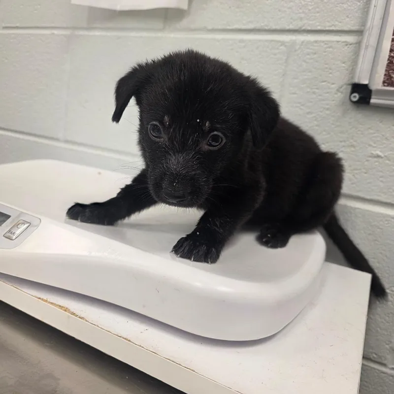 A baby small-sized male Mixed Breed dog named Coastal Creek for adoption in Chattanooga, TN