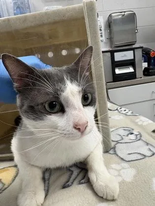 An adult medium-sized male Domestic Short Hair cat named Bullseye for adoption in Gastonia, NC