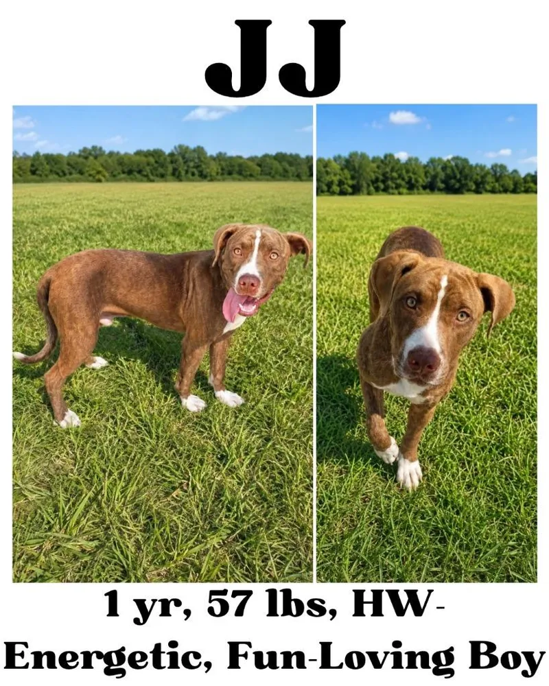 Jj