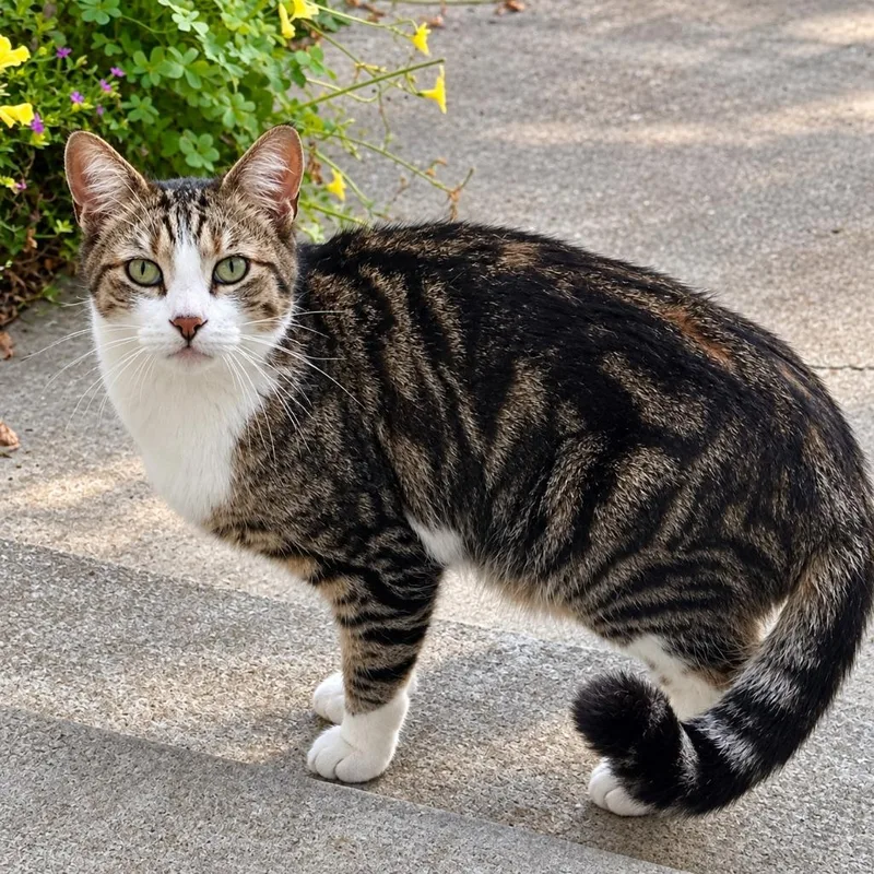 An adult medium-sized male Domestic Short Hair cat named Peeko for adoption in Cambria, CA