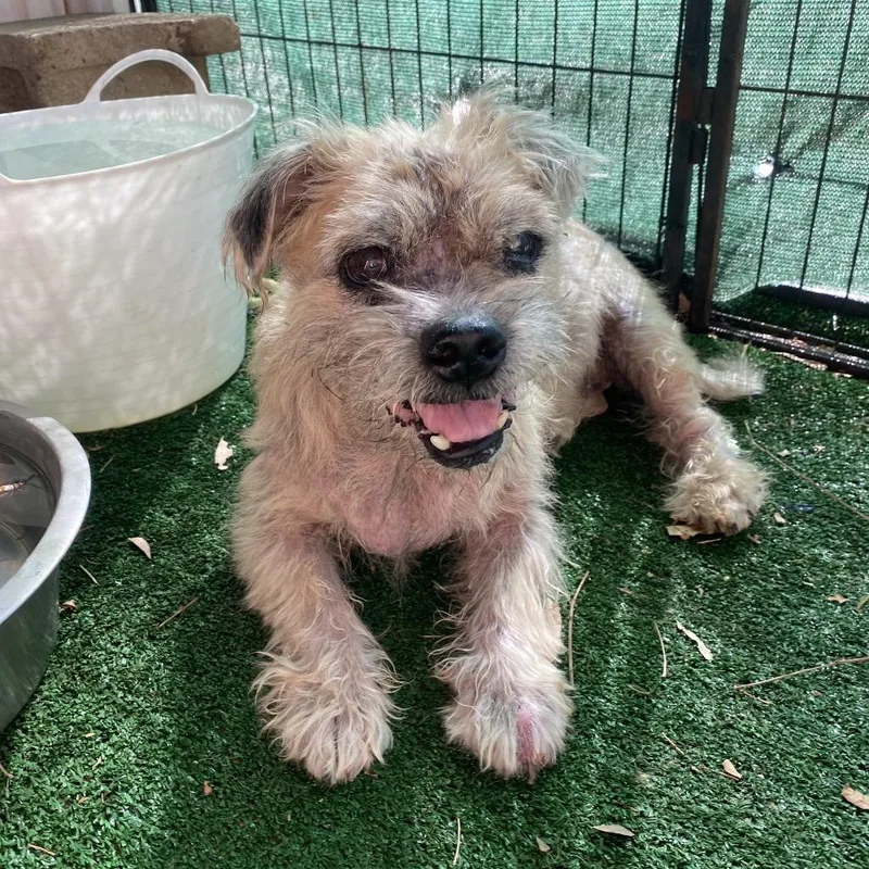 A senior small-sized female White / Cream Poodle dog named Marilyn for adoption in Escondido, CA