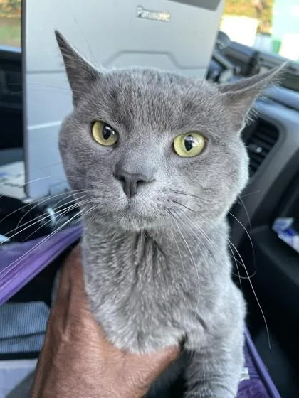 An adult medium-sized male Domestic Short Hair cat named Gustavo for adoption in Washington, DC