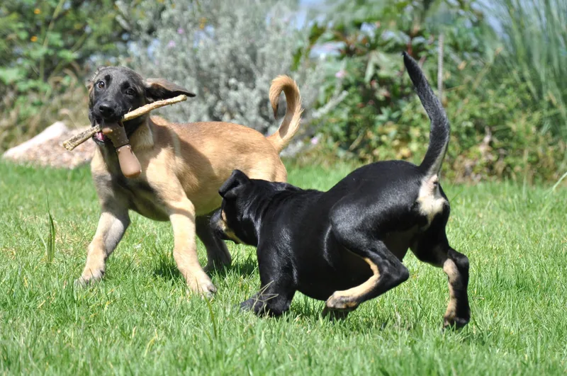 A baby medium-sized female Rottweiler dog named Wendy for adoption in Austin, TX