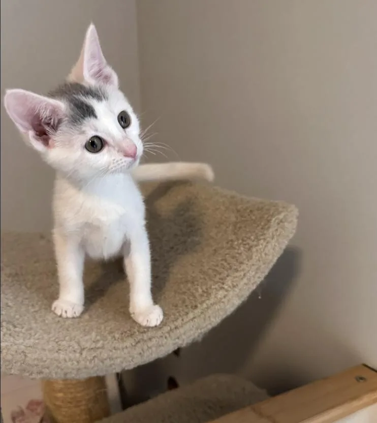 A baby small-sized male Domestic Short Hair cat named Stamford Baby: Westover for adoption in Warren, CT