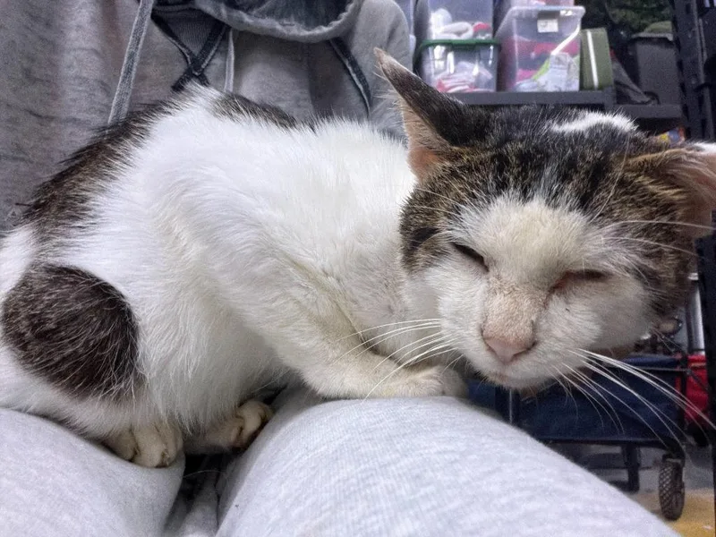 A young medium-sized male Domestic Short Hair cat named Elvis for adoption in St. Cloud, MN