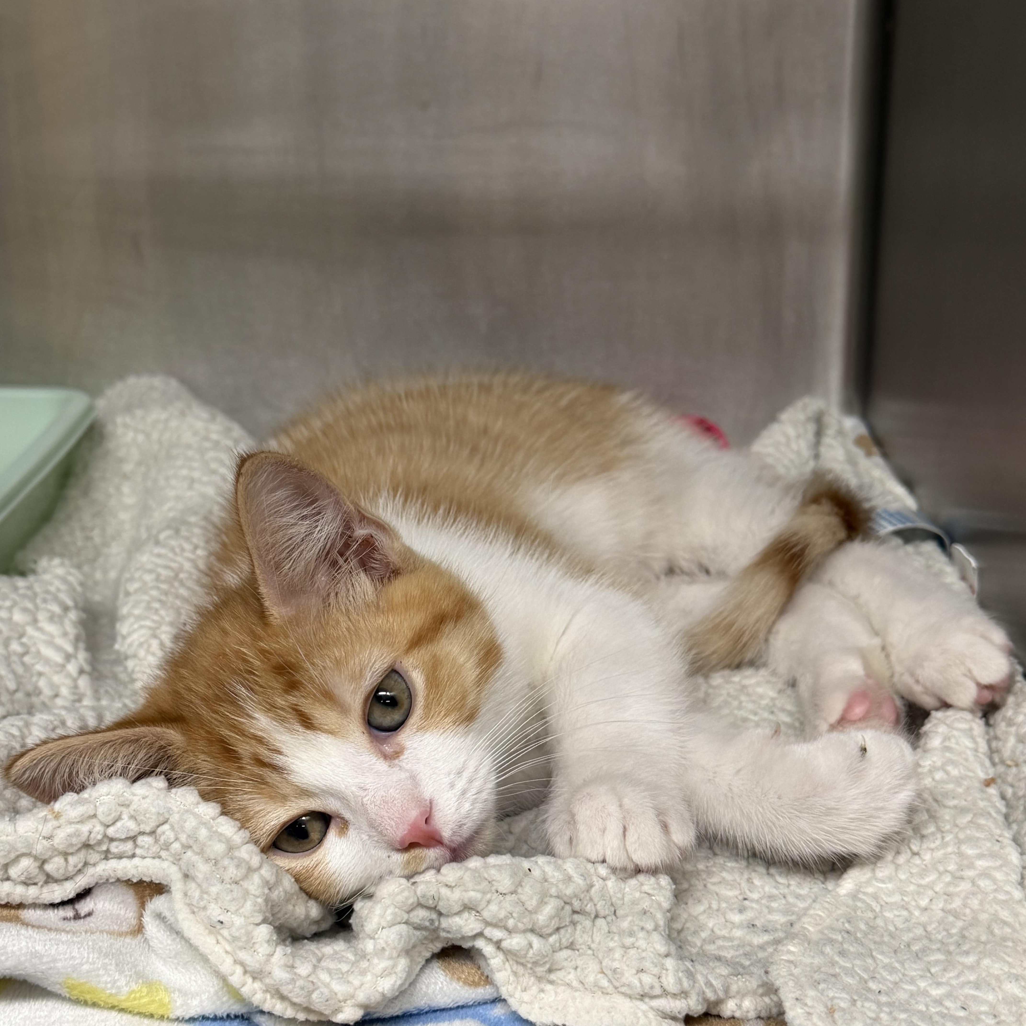A baby medium-sized male Orange & White Domestic Short Hair cat named Friskie for adoption in Kent, WA