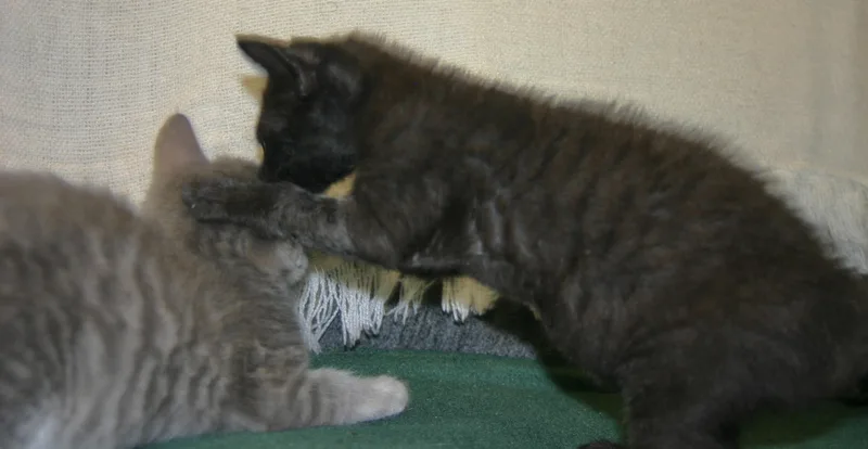 A young medium-sized female Black Domestic Short Hair cat named Penelope for adoption in Tallahassee, FL