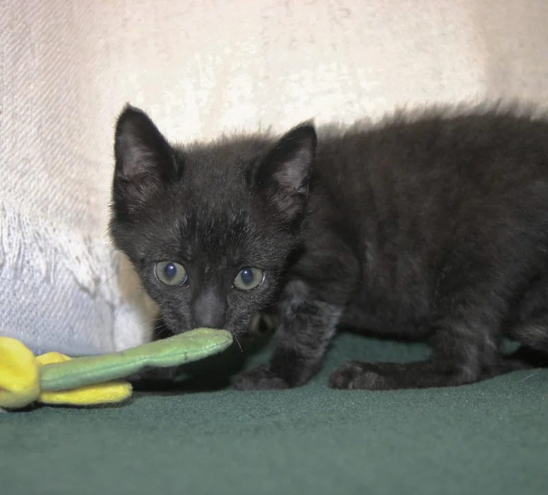 Penelope thumbnail 2