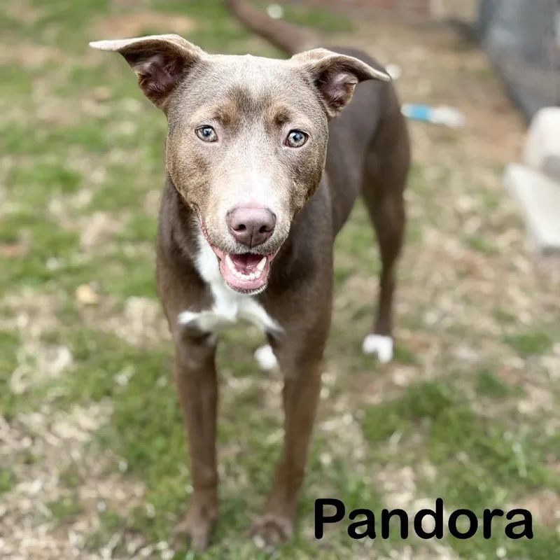 Pandora