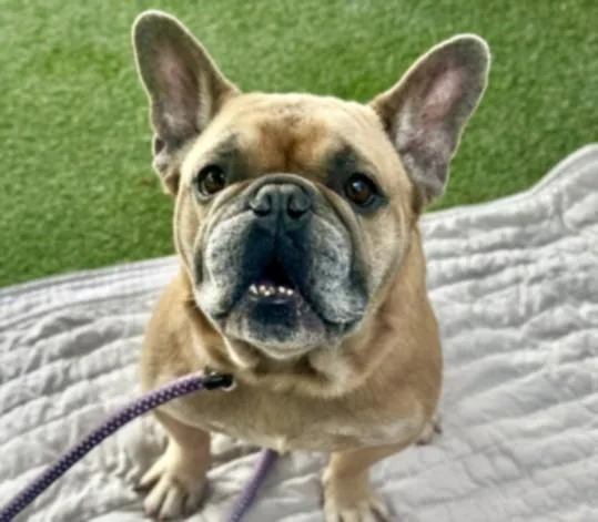 An adult small-sized male French Bulldog dog named Schifo for adoption in Los Angeles, CA
