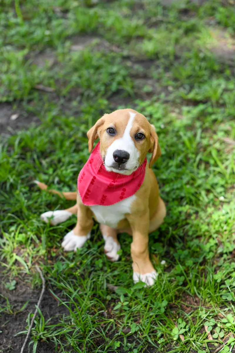 A baby medium-sized female Yellow / Tan / Blond / Fawn Mixed Breed dog named Birdie for adoption in BONIFAY, FL