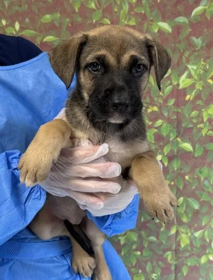 A young small-sized female American Staffordshire Terrier dog named Fayetteville for adoption in San Antonio, TX