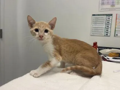 A baby small-sized male Buff / Tan / Fawn Domestic Short Hair cat named Bonnethead Shark for adoption in Kansas City, MO