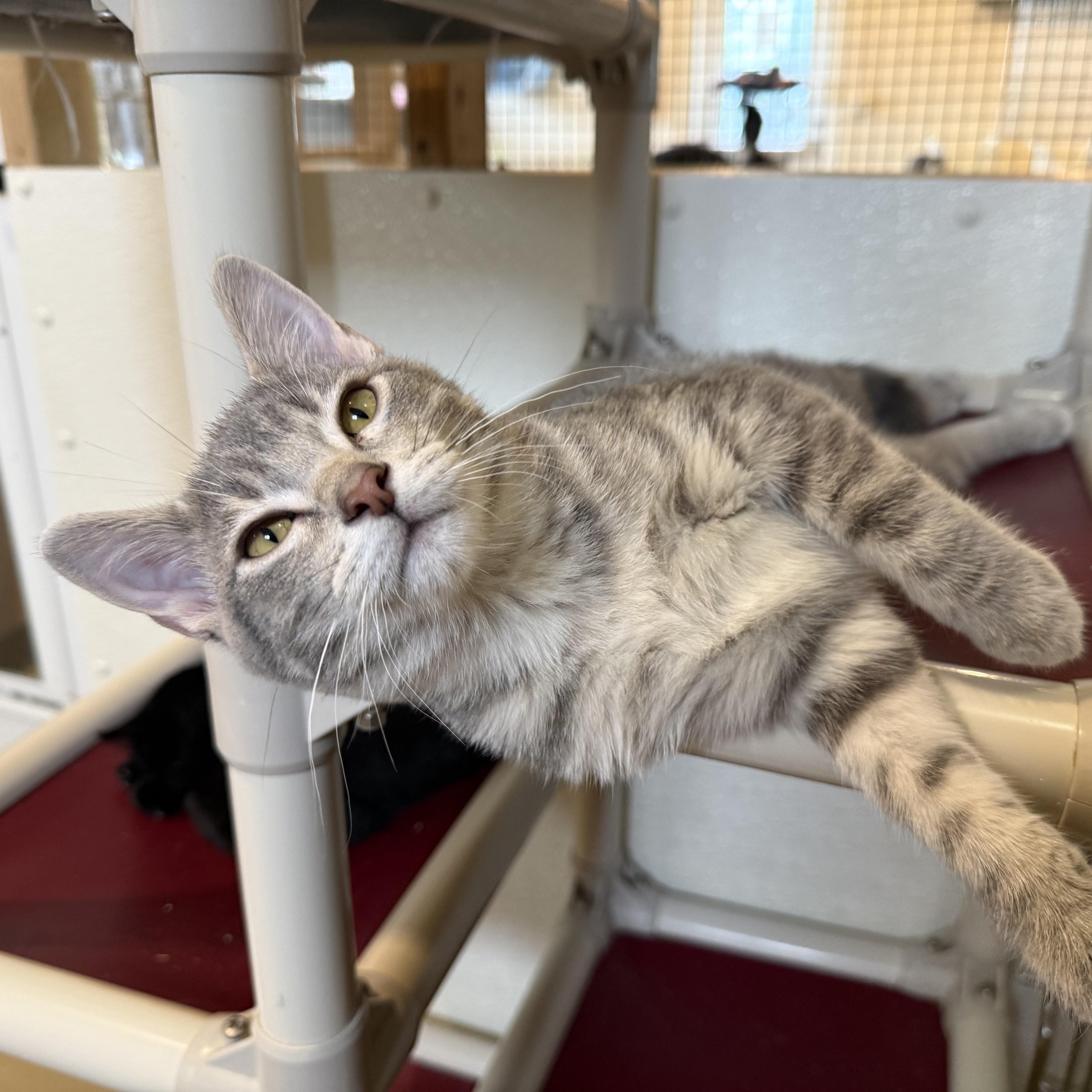 A baby medium-sized female Tabby (Gray / Blue / Silver) Domestic Short Hair cat named Mya for adoption in La Crescent, MN
