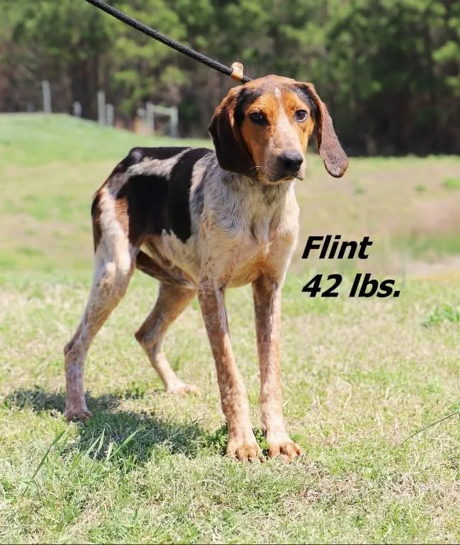 A young medium-sized male Hound dog named Flint for adoption in Oxford, NC