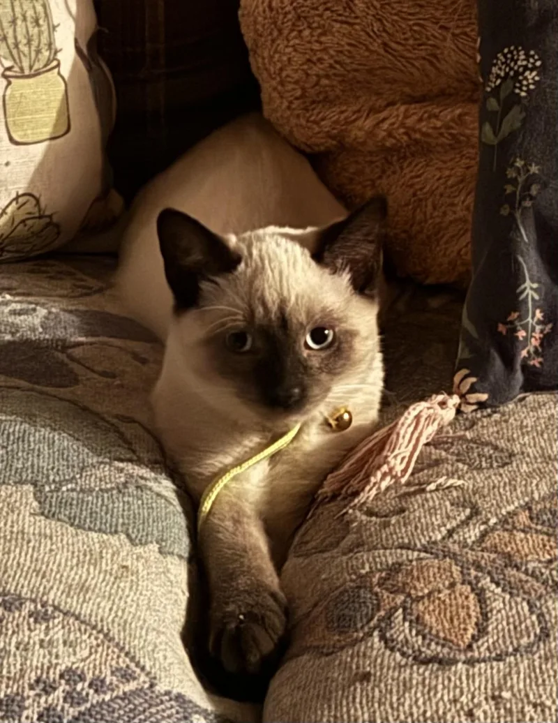 A baby medium-sized male Chocolate Point Siamese cat named Parmesan for adoption in Midland, MI