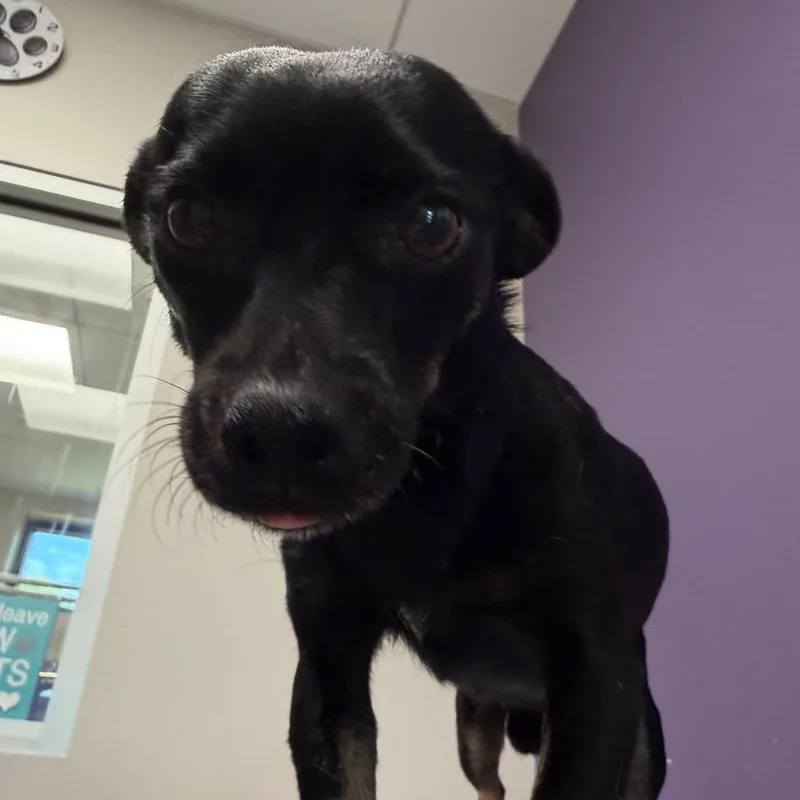 An adult small-sized female Black Chihuahua dog named Raven for adoption in Englewood, FL