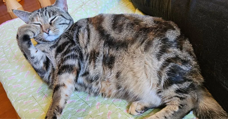 Mildred thumbnail 5