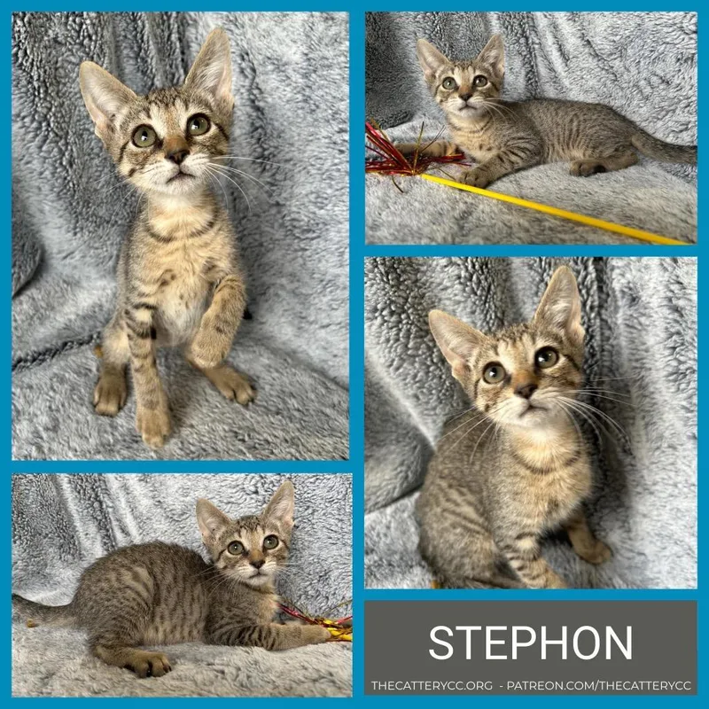 A baby small-sized male Domestic Short Hair cat named Stephon for adoption in Corpus Christi, TX