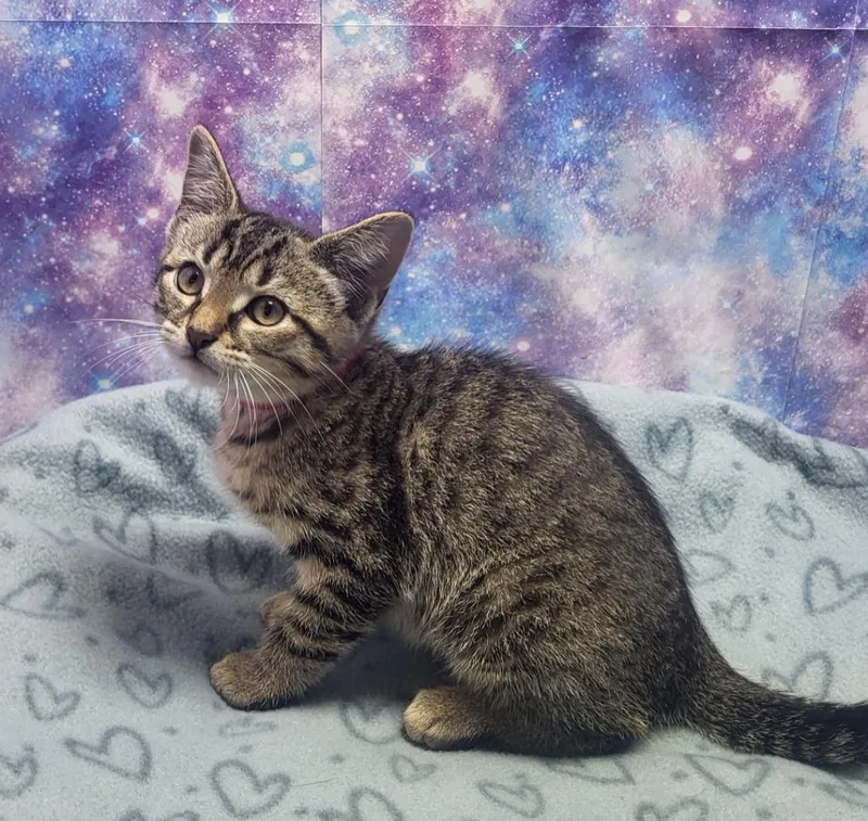 A baby small-sized male Domestic Short Hair cat named Cherry for adoption in Washington Court House, OH