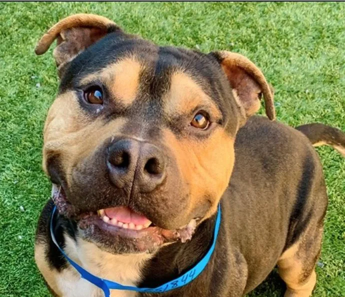 An adult medium-sized male Pit Bull Terrier dog named Please Save Me  for adoption in San Marcos, CA
