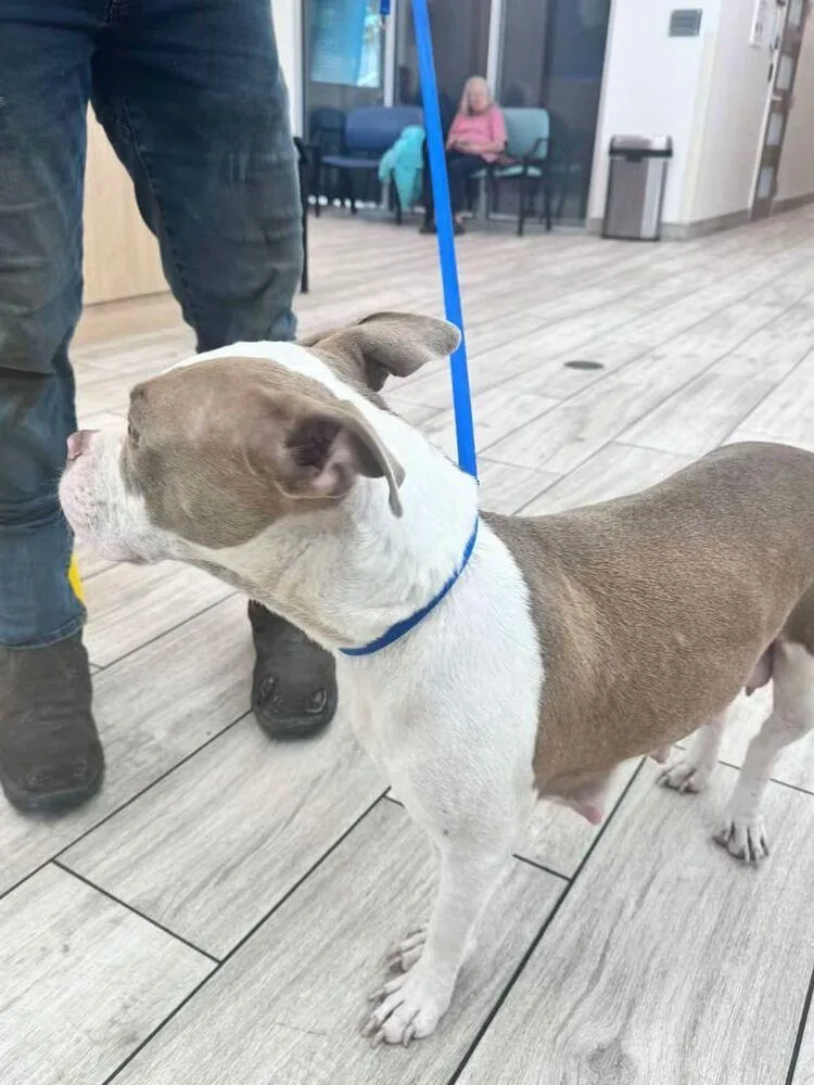 An adult medium-sized female Tricolor (Brown, Black, & White) American Bulldog dog named Lucy for adoption in Lakeland, FL
