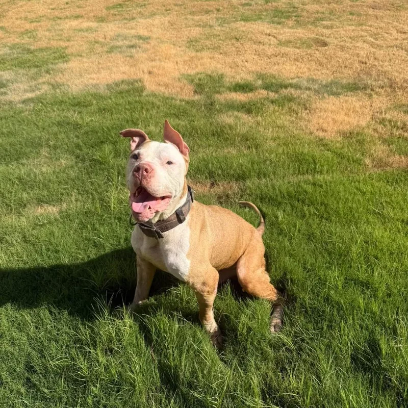 A senior large-sized male Pit Bull Terrier dog named Plex for adoption in Austin, TX