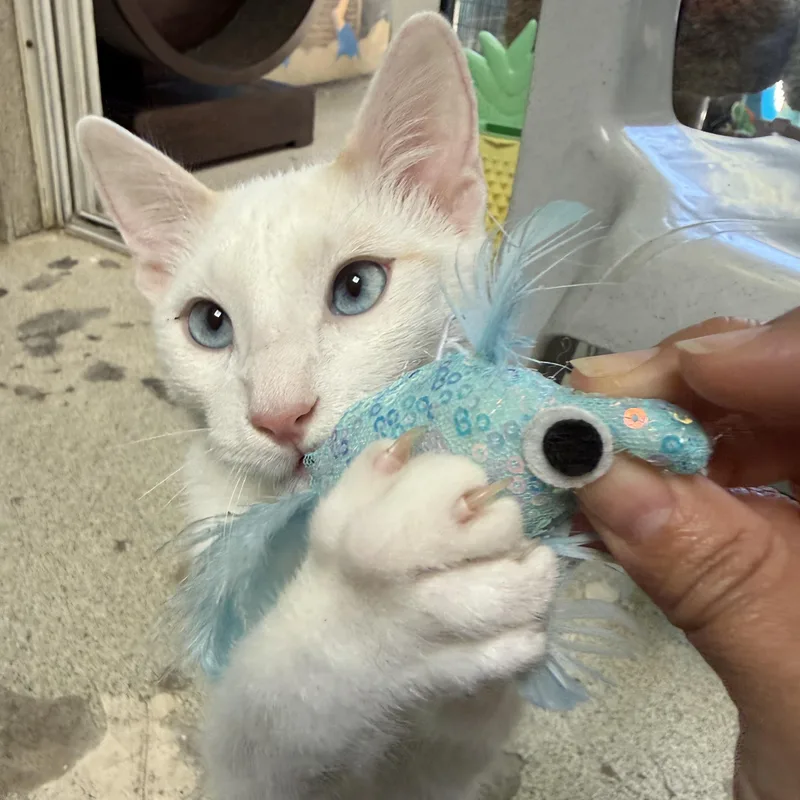 A young medium-sized male Siamese cat named Pineapple for adoption in Newport Beach, CA