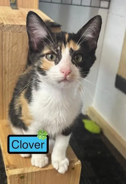 A baby medium-sized female Domestic Short Hair cat named Clover for adoption in Zimmerman, MN