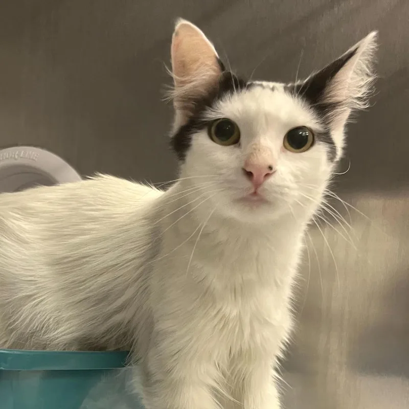 An adult medium-sized female White Domestic Long Hair cat named Dot for adoption in Los Angeles, CA