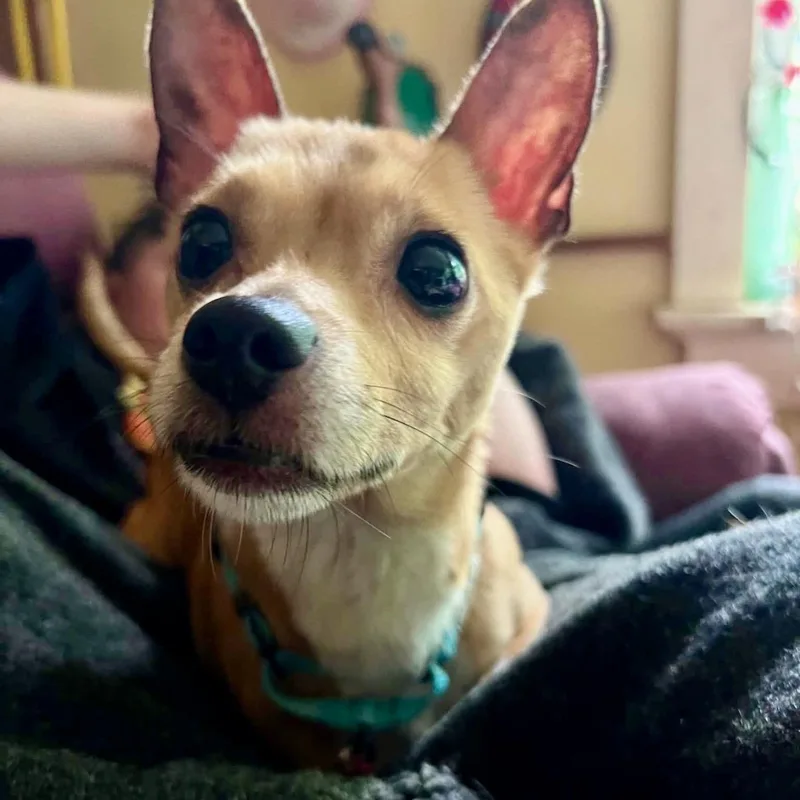 An adult small-sized male Yellow / Tan / Blond / Fawn Chihuahua dog named Ric for adoption in Pelham, NH