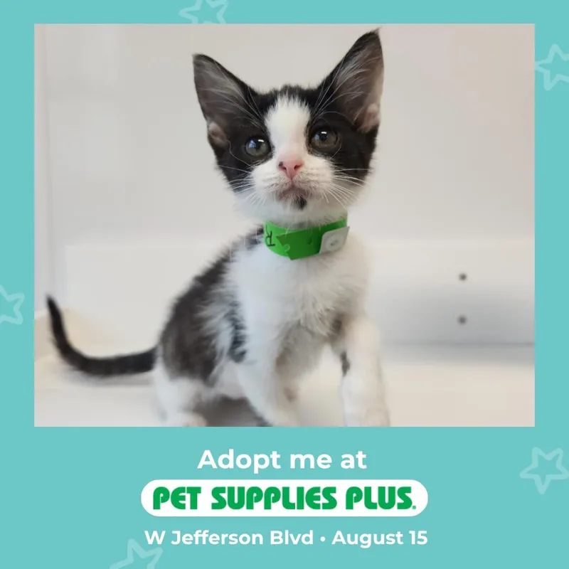 A baby small-sized female Black Domestic Short Hair cat named Razzle for adoption in Fort Wayne, IN