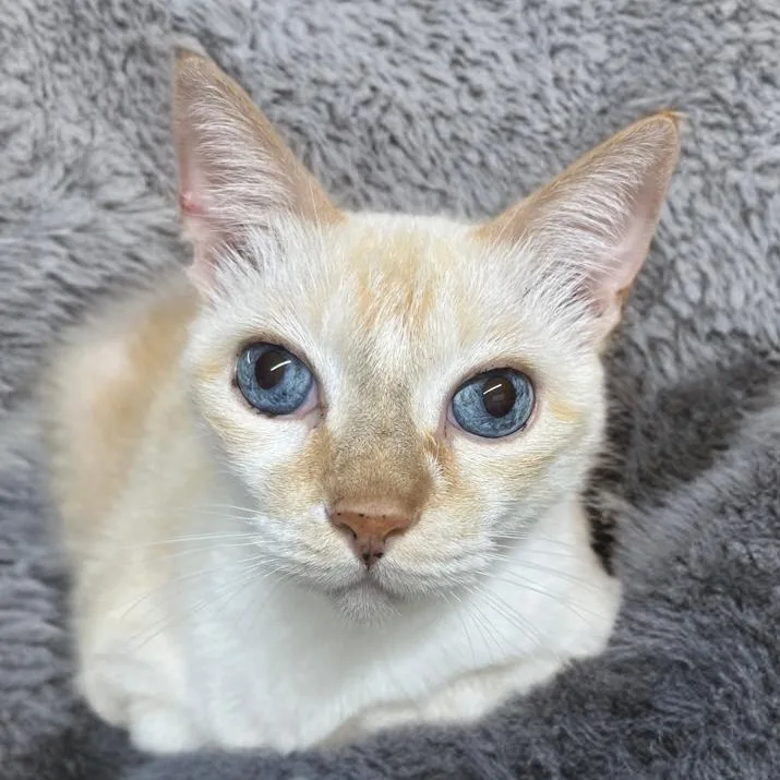 Radar Love thumbnail 2